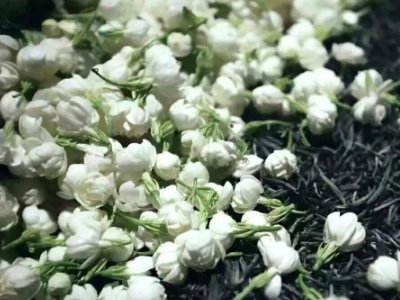 喝茶治口臭嗎，什么茶治口臭好？