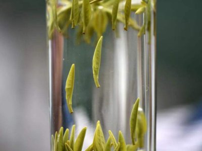 茶葉的專業(yè)知識(shí)，關(guān)于茶的基本知識(shí)大全