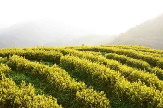 黃金茶的功效及禁忌癥，黃金茶有什么副作用嗎？