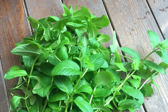 薄荷茶的功效與作用，喝薄荷茶有什么好處？
