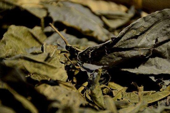 鷓鴣茶什么人不適合喝，鷓鴣茶的禁忌人群