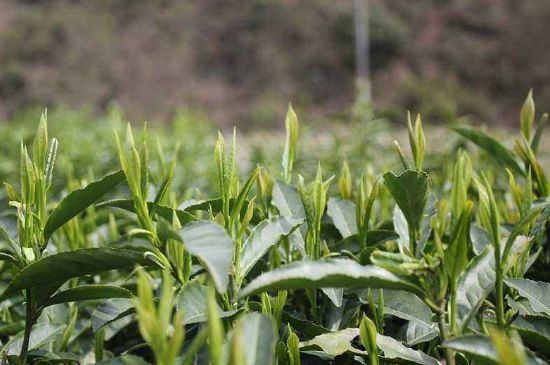 喝黃金茶禁忌，什么人不能喝黃金芽茶？