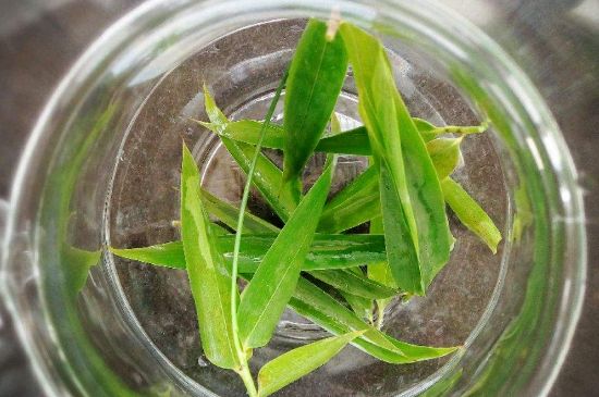 竹葉茶的禁忌，竹葉泡茶的功效禁忌