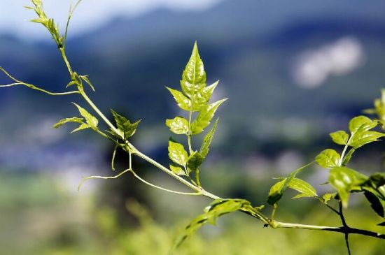 莓茶為什么先苦后甜回甘，莓茶口感怎么樣？