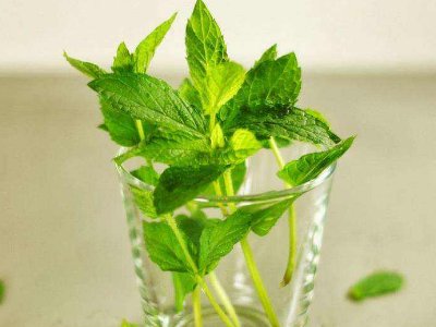 喝茶治口臭嗎，什么茶治口臭好？