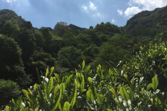 六安瓜片適合什么人喝，六安瓜片的功效與禁忌