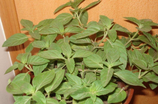 薄荷茶的功效與作用，喝薄荷茶有什么好處？