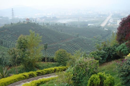 普洱茶的美麗傳說