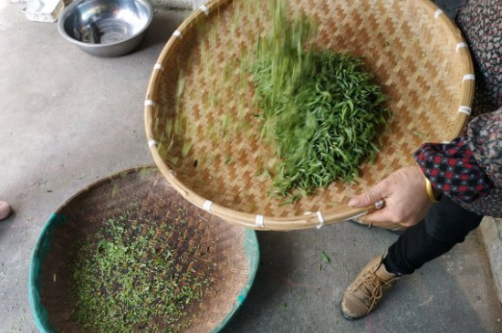 炒青茶為什么便宜，炒青綠茶好喝嗎？