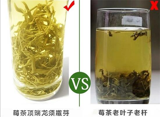 張家界茅巖莓茶與藤茶是同一種茶嗎，藤茶跟莓茶一不一樣？