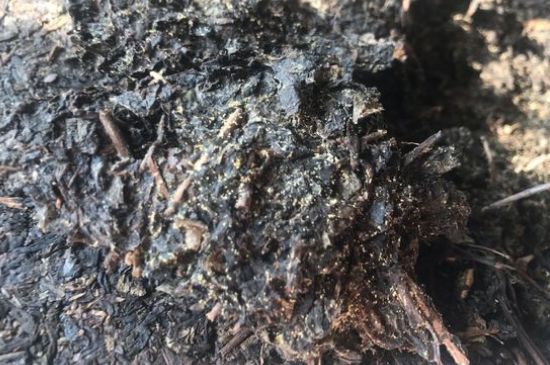 茯茶可以放在冰箱里存放嗎，茯磚茶如何儲(chǔ)存？