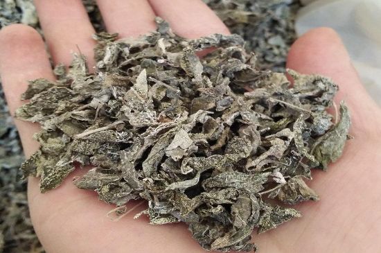 張家界莓茶真假對比，野生莓茶的鑒別方法