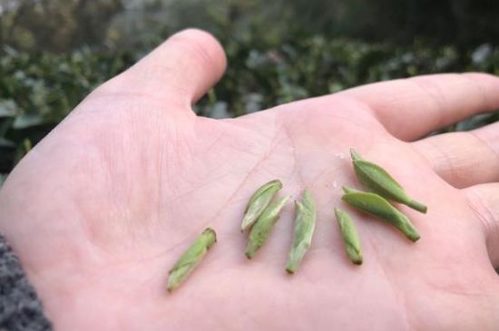 春茶季怎么辨別白毫銀針的好壞，好的白毫銀針如何選購？