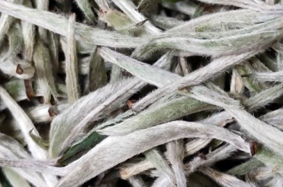 春茶上市白茶的好壞怎么區(qū)分，春白茶怎么分辨好不好？