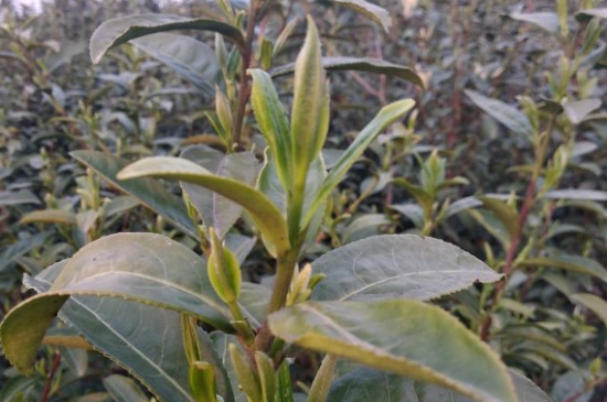 家庭如何保存碧螺春茶葉，蘇州洞庭碧螺春綠茶怎么保存？