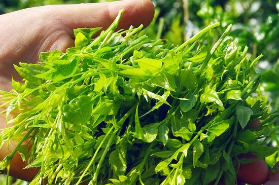 茅巖莓茶別名是什么，莓茶別名叫藤茶嗎？