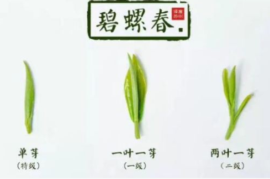 真假碧螺春泡水后區(qū)別，蘇州洞庭碧螺春怎樣鑒別好壞？