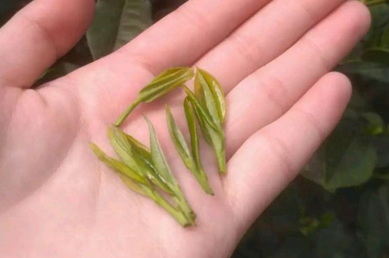 炒青茶為什么便宜，炒青綠茶好喝嗎？