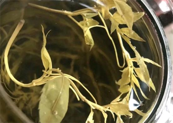 張家界茅巖莓茶與藤茶是同一種茶嗎，藤茶跟莓茶一不一樣？