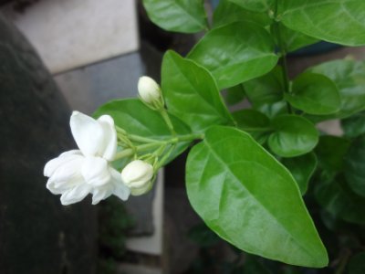 茉莉和什么一起泡最好，茉莉茶有幾種搭配？