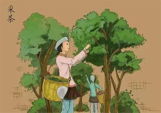 制茶八步驟，制茶工藝流程圖
