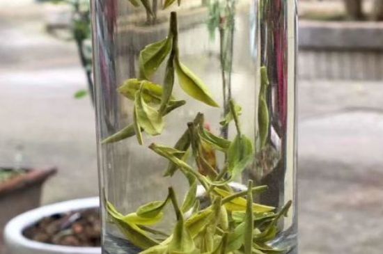 蒸汽煮茶器適合什么茶，蒸汽煮茶器適合用綠茶嗎？