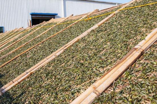 武夷巖茶的初制、精制加工工藝詳細(xì)講解