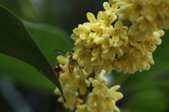 桂花茶禁忌，喝桂花茶有什么禁忌