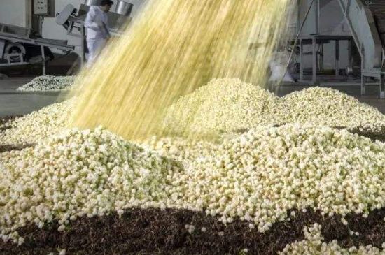 茉莉龍珠怎么做的，茉莉龍珠的制作工藝