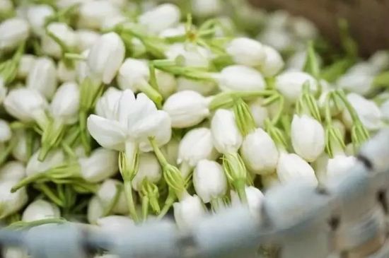 十大排毒養(yǎng)顏花茶，喝什么花茶排毒養(yǎng)顏