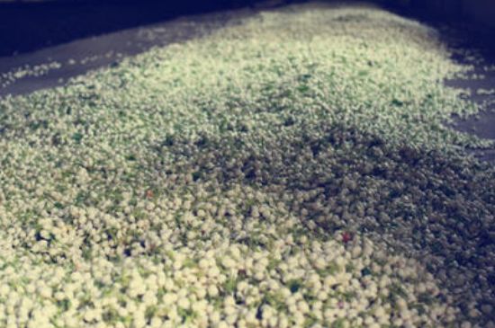 茉莉龍珠怎么做的，茉莉龍珠的制作工藝