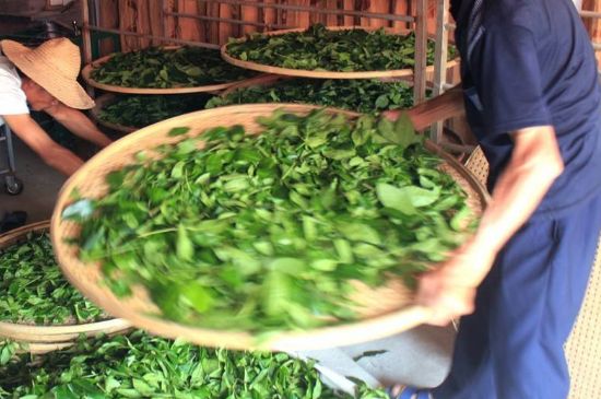 武夷巖茶的初制、精制加工工藝詳細(xì)講解
