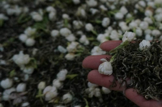 茉莉茶的種類和等級，茉莉花茶的分類