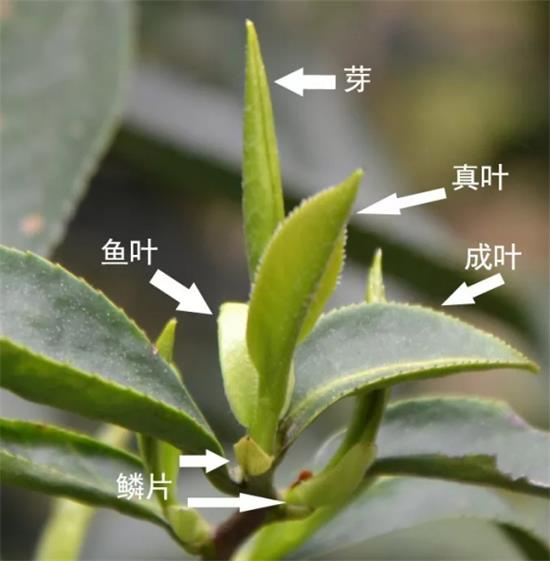 摘茶葉最快的方法，采摘茶葉怎么才能快？