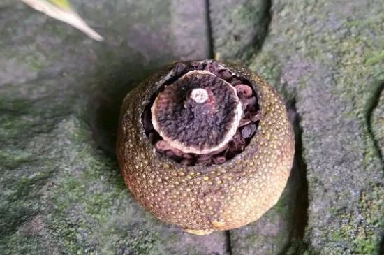 家庭自制柑普茶方法，小青柑制作9個(gè)步驟竅門(mén)（圖片）