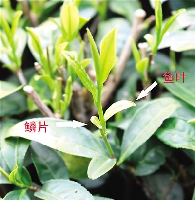 摘茶葉最快的方法，采摘茶葉怎么才能快？