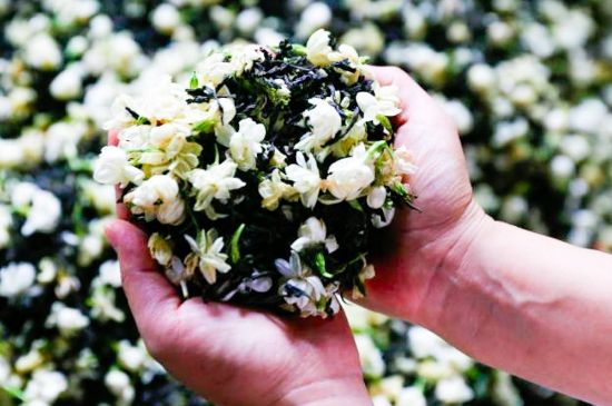 茉莉花和什么在一起喝好，茉莉花喝什么茶搭配？