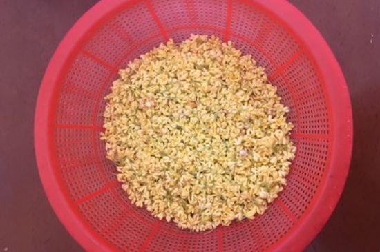 干桂花茶的制作方法，怎樣自制桂花茶？