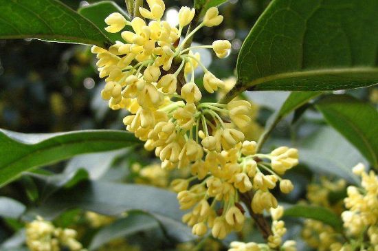 干桂花茶的制作方法，怎樣自制桂花茶？