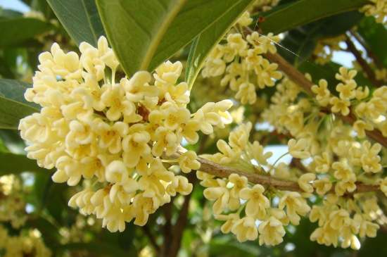 茉莉茶一次泡幾朵，茉莉茶放多少