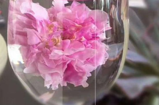 干玫瑰花泡水放幾顆，玫瑰花泡水一次放幾朵？