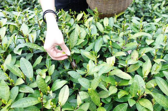 采茶的方法與步驟，如何正確采摘茶葉？