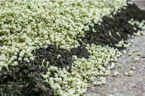 茉莉茶葉的功效與禁忌，什么人不適合喝茉莉花茶？