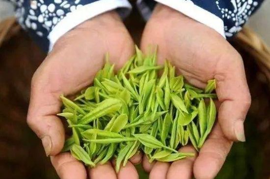 摘茶葉最快的方法，采摘茶葉怎么才能快？