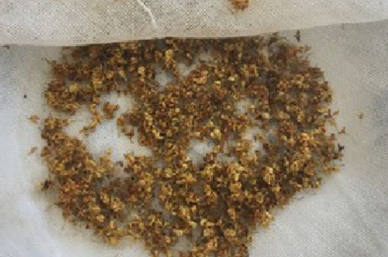 干桂花茶的制作方法，怎樣自制桂花茶？