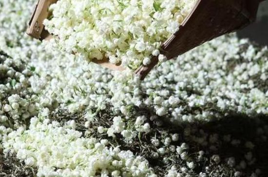 茉莉茶葉的功效與禁忌，什么人不適合喝茉莉花茶？