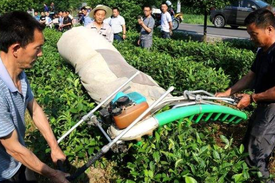 采茶的方法與步驟，如何正確采摘茶葉？