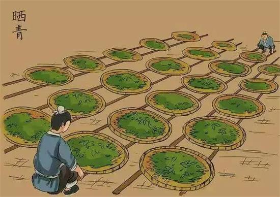 制茶八步驟，制茶工藝流程圖