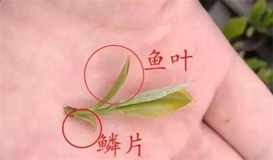 摘茶葉最快的方法，采摘茶葉怎么才能快？