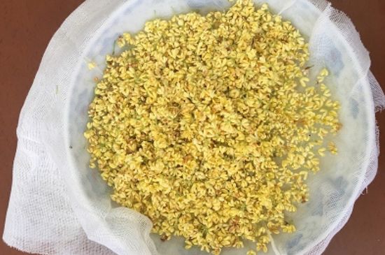 干桂花茶的制作方法，怎樣自制桂花茶？